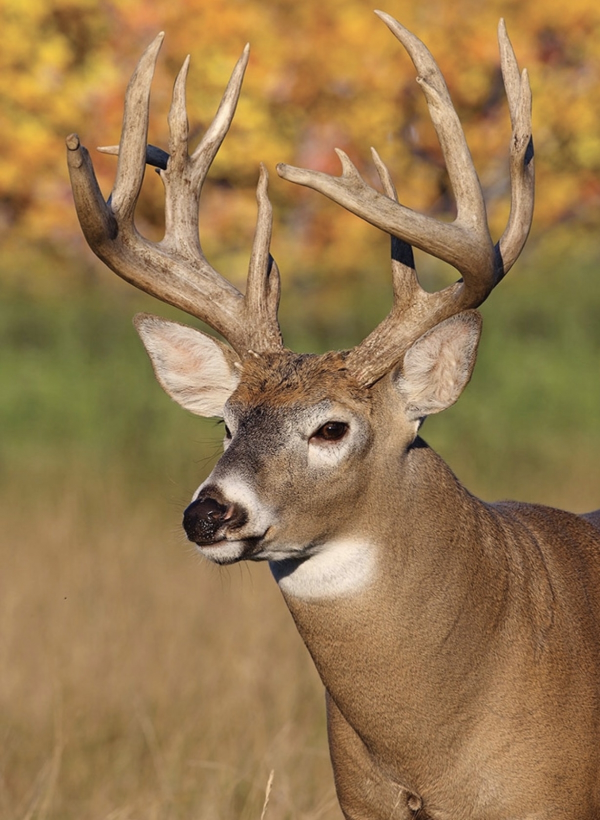-fall-hunting-blog-